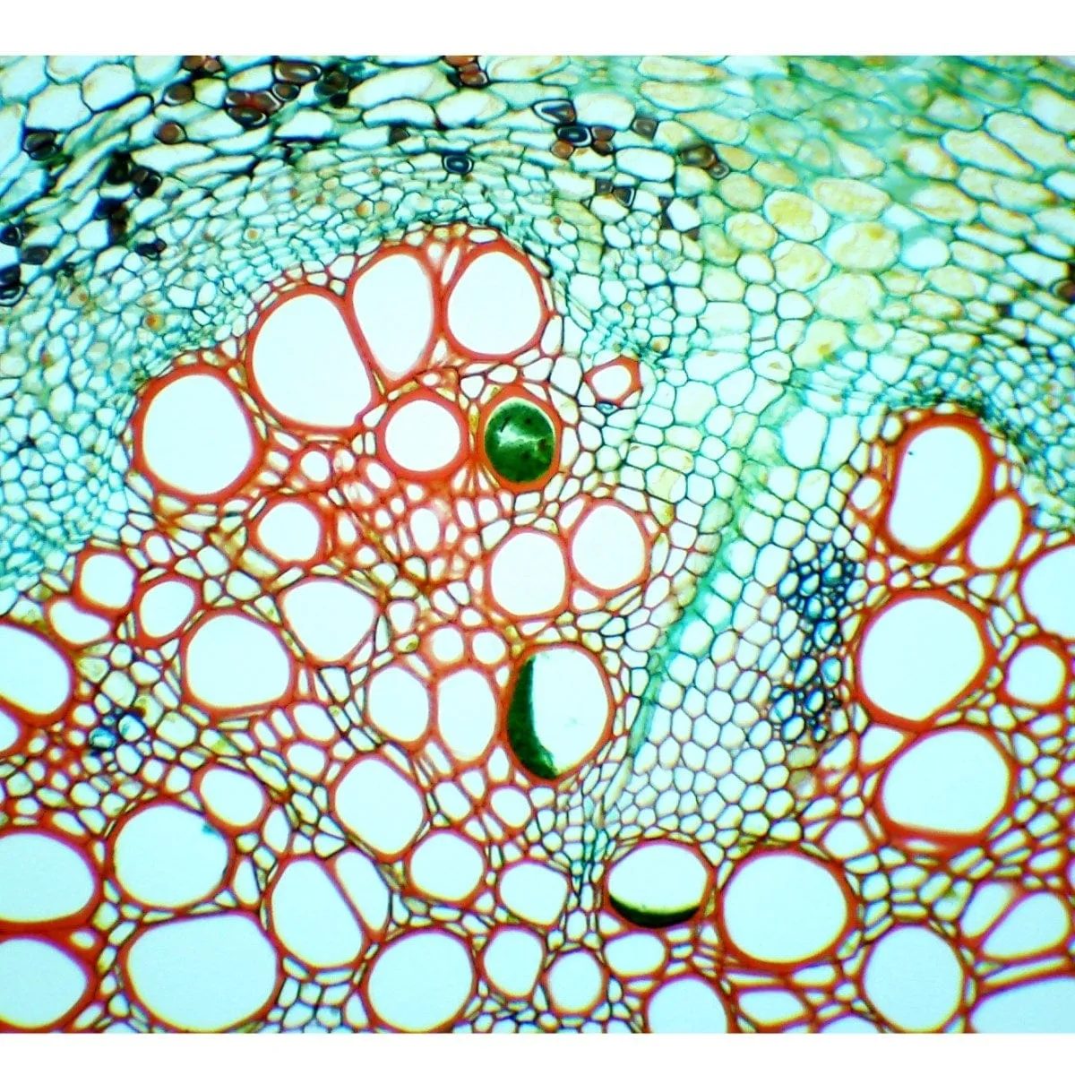 40X-2000X 3MP Digital Integrated Microscope with Halogen Illumination   Blank Slides