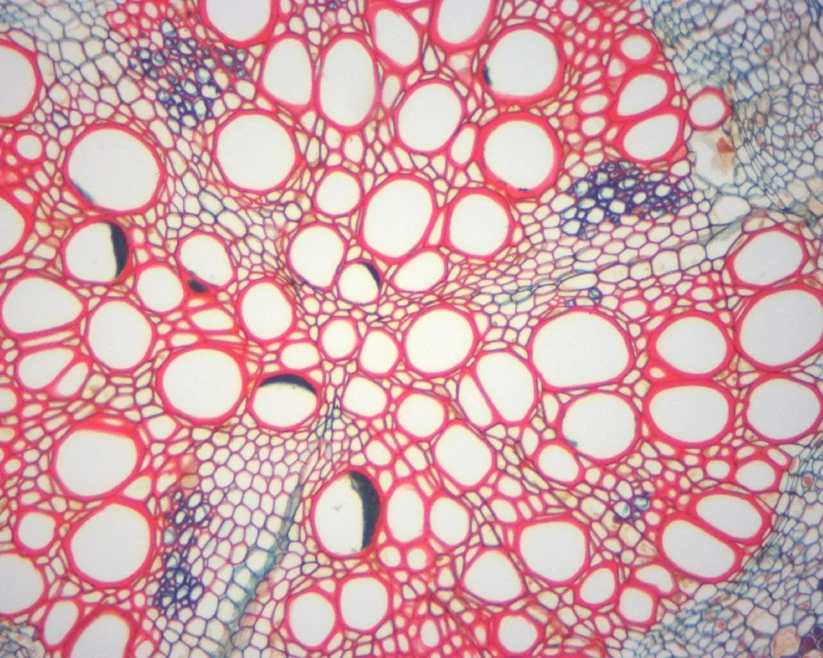 40X-2000X 3MP Digital Integrated Microscope with LED Illumination