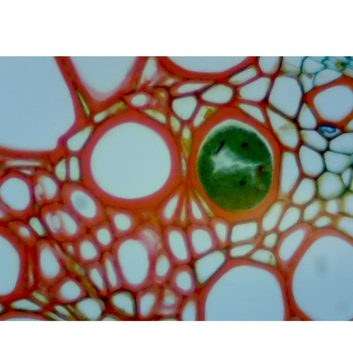 40X-2500X 3MP Digital Integrated Microscope with LED Illumination
